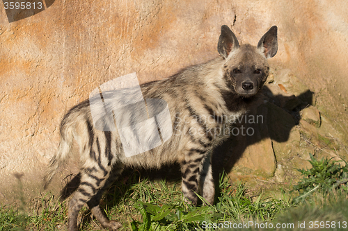 Image of Striped hyena (Hyaena hyaena)