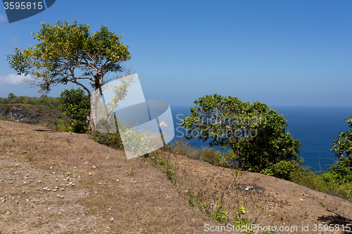 Image of tree at Bali Manta Point Diving place at Nusa Penida island