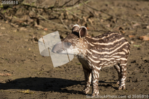 Image of baby of the endangered South American tapir