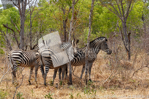 Image of Zebra foal in african tree bush.