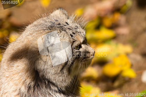 Image of beautiful wild cat, Pallas\'s cat, Otocolobus manul