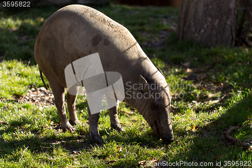 Image of North Sulawesi babirusa