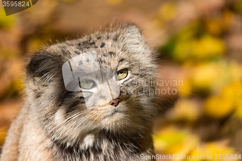 Image of beautiful wild cat, Pallas\'s cat, Otocolobus manul