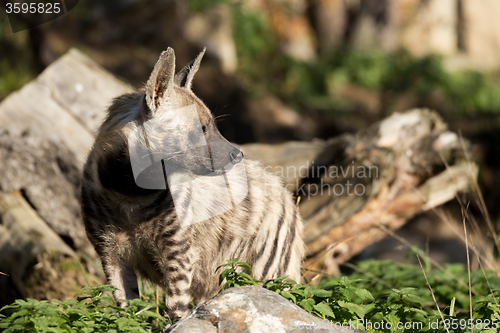 Image of Striped hyena (Hyaena hyaena)