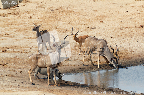 Image of kudu Antelope drinking at a muddy waterhole