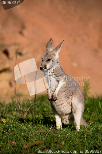 Image of red kangaroo baby