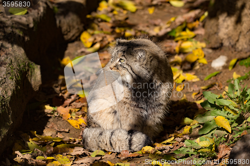 Image of beautiful wild cat, Pallas\'s cat, Otocolobus manul