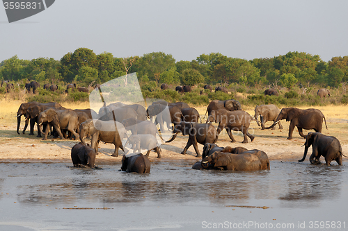 Image of herd of African elephants drinking at a muddy waterhole