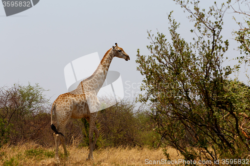 Image of Giraffa camelopardalis in national park, Hwankee