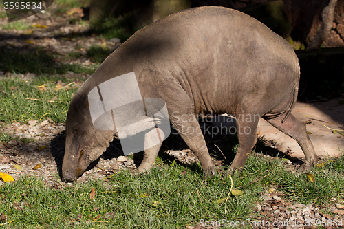 Image of North Sulawesi babirusa