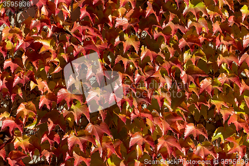 Image of Autumn background