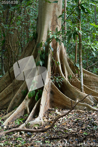 Image of massive tree is buttressed by roots Tangkoko Park