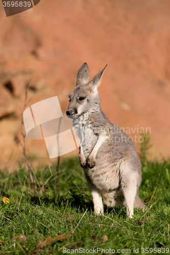 Image of red kangaroo