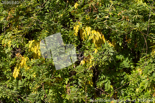 Image of Autumn background