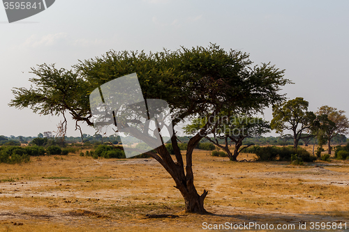 Image of Large Acacia tree in the open savanna plains Africa