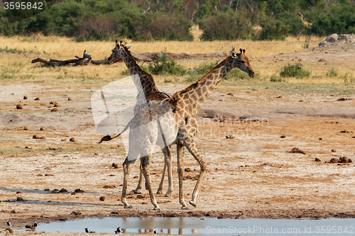 Image of Giraffa camelopardalis drinking in national park, Hwankee