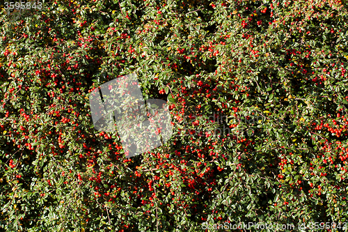 Image of autumn background with red gaultheria