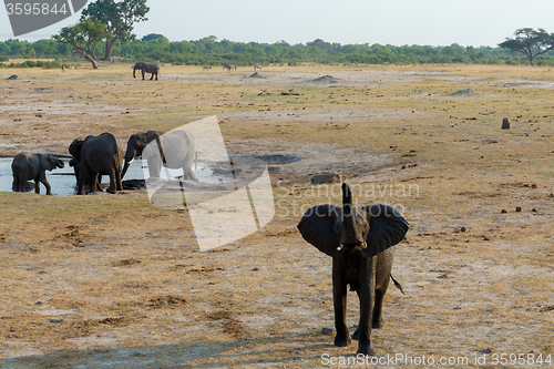 Image of herd of African elephants drinking at a muddy waterhole