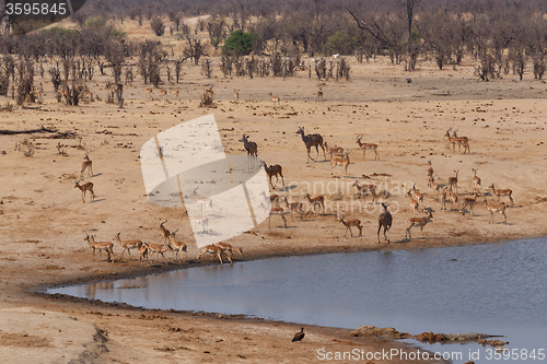 Image of herd of Antelope drinking at a muddy waterhole