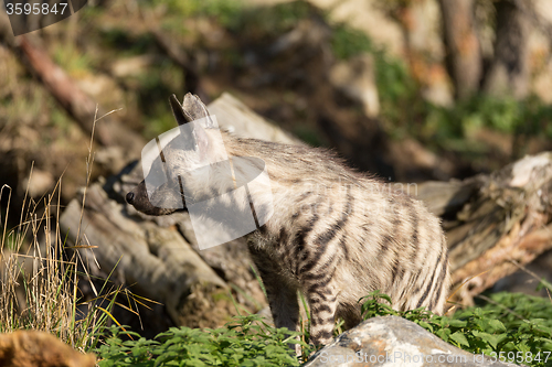 Image of Striped hyena (Hyaena hyaena)