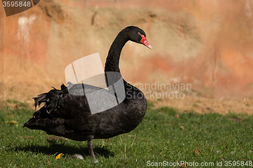 Image of black swan walking on grass