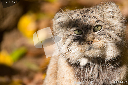 Image of beautiful wild cat, Pallas\'s cat, Otocolobus manul