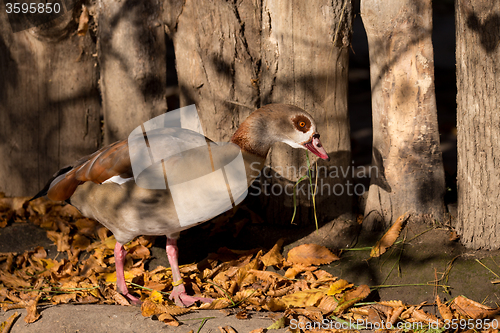 Image of Egyptian Goose