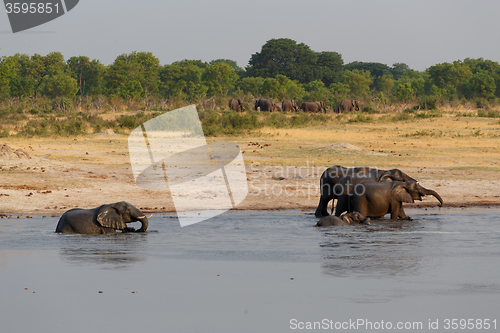 Image of herd of African elephants drinking at a muddy waterhole