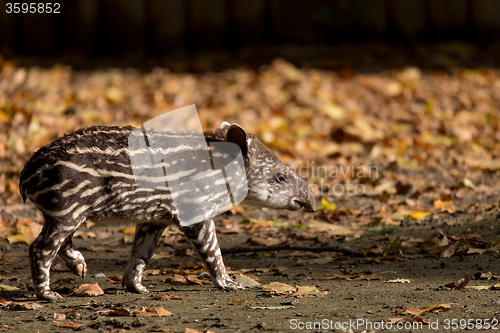 Image of baby of the endangered South American tapir