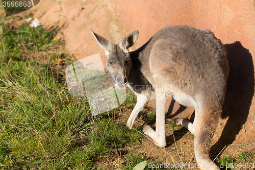 Image of red kangaroo