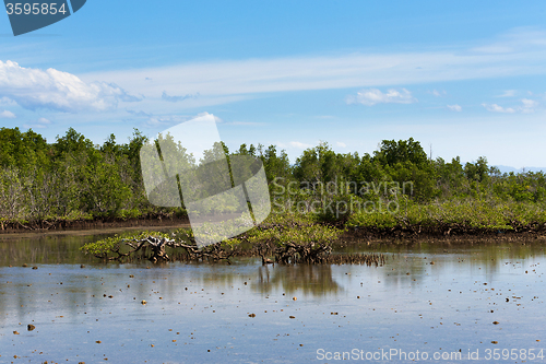 Image of mangrove tree North Sulawesi, Indonesia