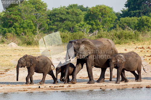 Image of African elephants drinking at a muddy waterhole