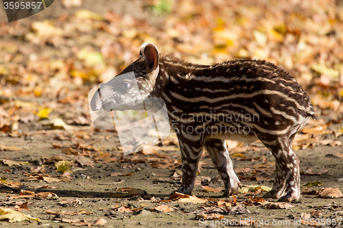 Image of baby of the endangered South American tapir