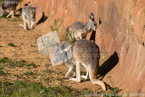 Image of red kangaroo