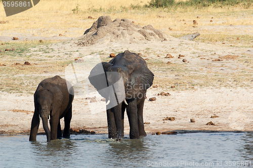 Image of African elephants drinking at a muddy waterhole