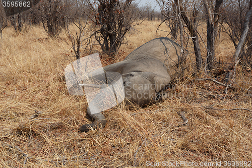 Image of Small dead elephant in national park hwankee, Botswana