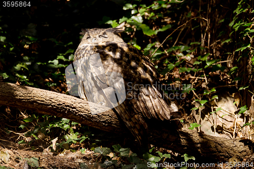 Image of urasian Eagle-owl sitting on the tree