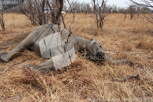 Image of Small dead elephant in national park hwankee, Botswana