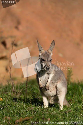 Image of red kangaroo