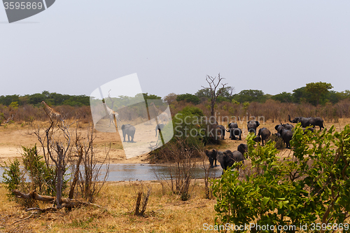 Image of herd of African elephants drinking at a muddy waterhole