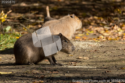Image of Close up photo of Capybara