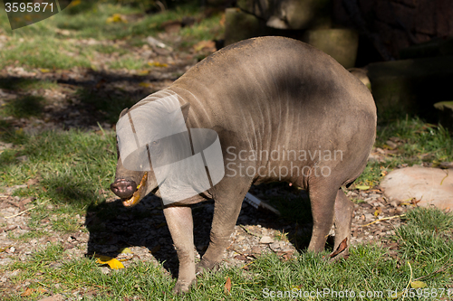 Image of North Sulawesi babirusa