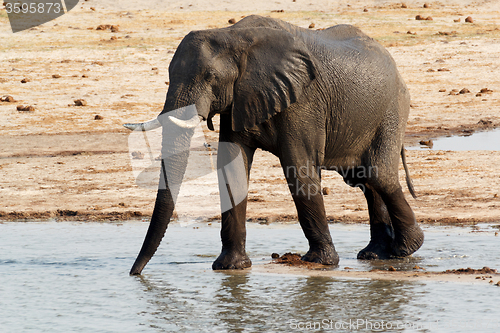 Image of African elephants drinking at a muddy waterhole