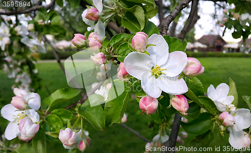 Image of Beautiful flowers of spring tree