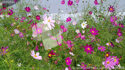 Image of Beautiful Cosmos flowers 