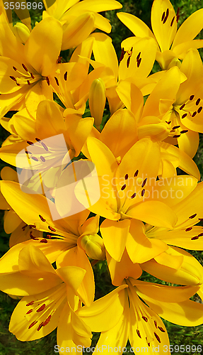 Image of Beautiful yellow lily