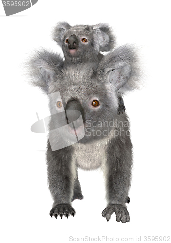 Image of Koalas