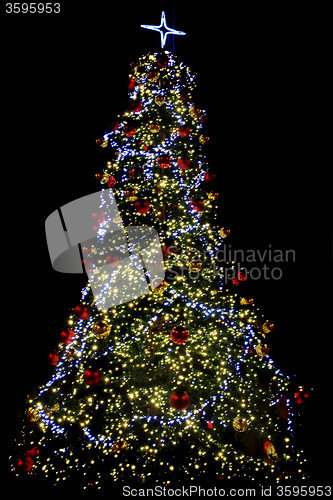 Image of xmas tree