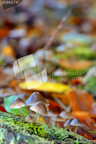 Image of Forest mushroom