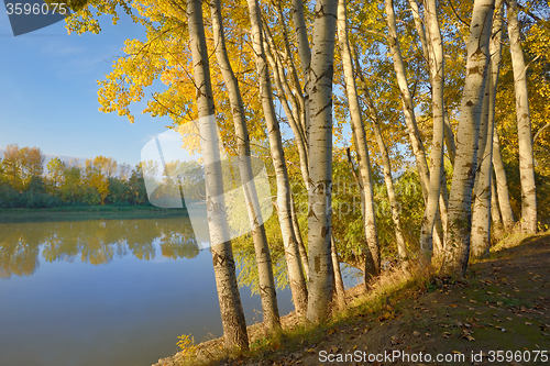 Image of Sunrise in the autumn forest 